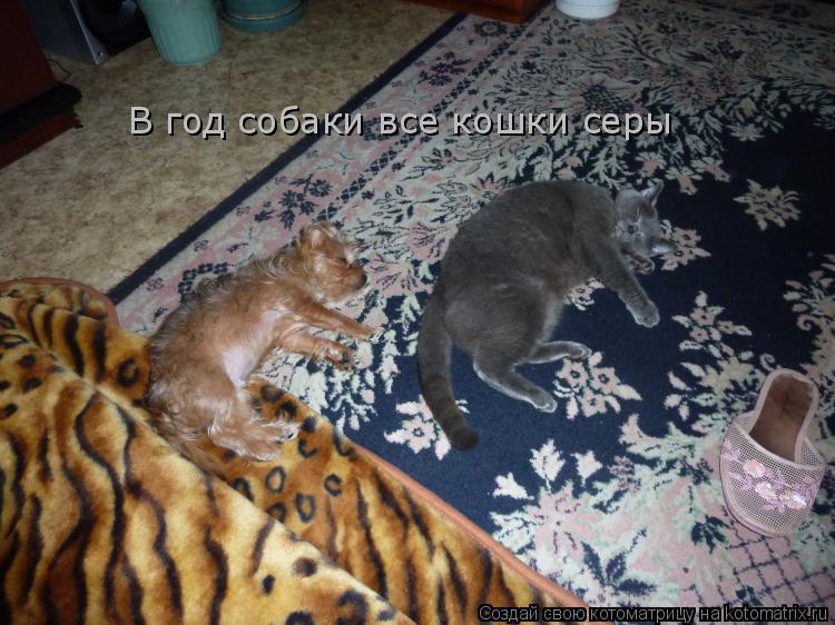 В год собаки все кошки серы... Котоматрица: В год собаки все кошки серы