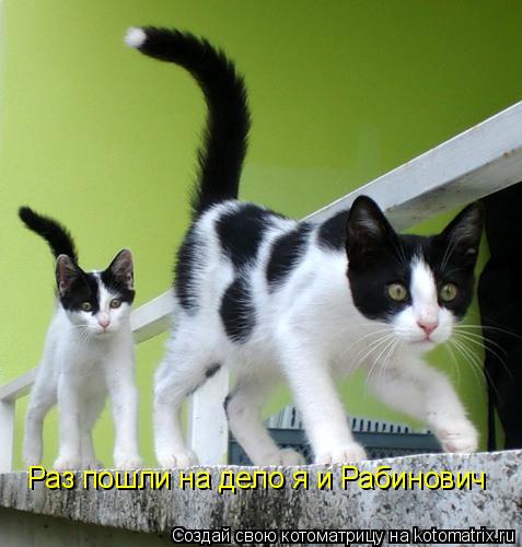 Раз пошли на дело я и Рабинович... Котоматрица: Раз пошли на дело я и Рабинович