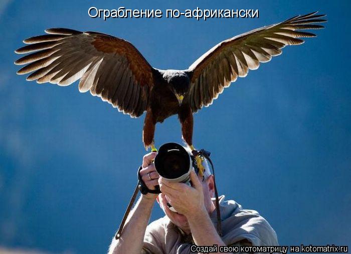 Ограбление по-африкански... Котоматрица: Ограбление по-африкански