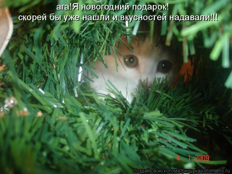 ага!Я новогодний подарок! скорей бы уже нашли и вкусностей надавали!!!... Котоматрица: ага!Я новогодний подарок! скорей бы уже нашли и вкусностей надавали!!!