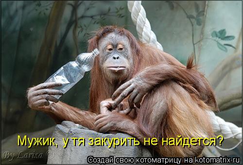 Мужик, у тя закурить не найдется?... Котоматрица: Мужик, у тя закурить не найдется?