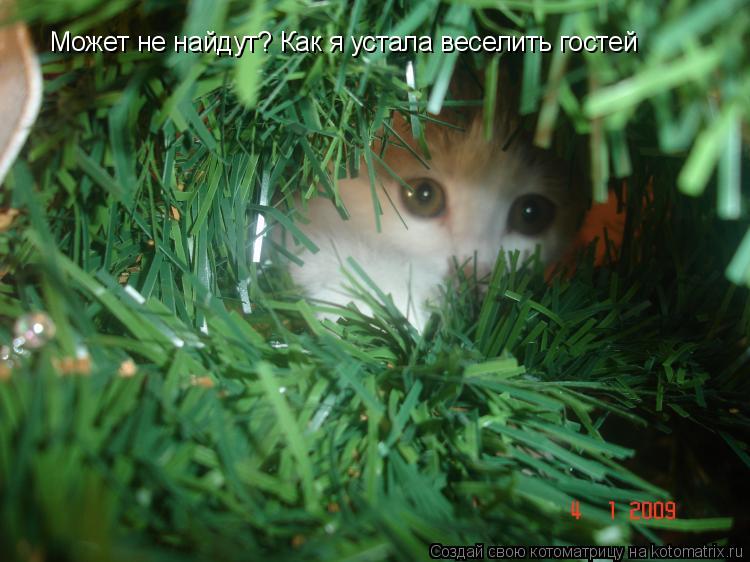 Может не найдут? Как я устала веселить гостей... Котоматрица: Может не найдут? Как я устала веселить гостей
