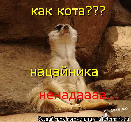 как кота??? нацайника ненадаааа...... Котоматрица: как кота??? нацайника ненадаааа...