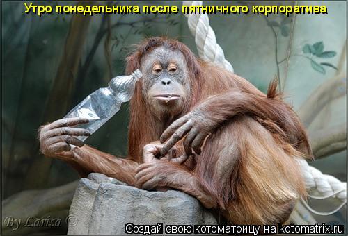 Утро понедельника после пятничного корпоратива... Котоматрица: Утро понедельника после пятничного корпоратива
