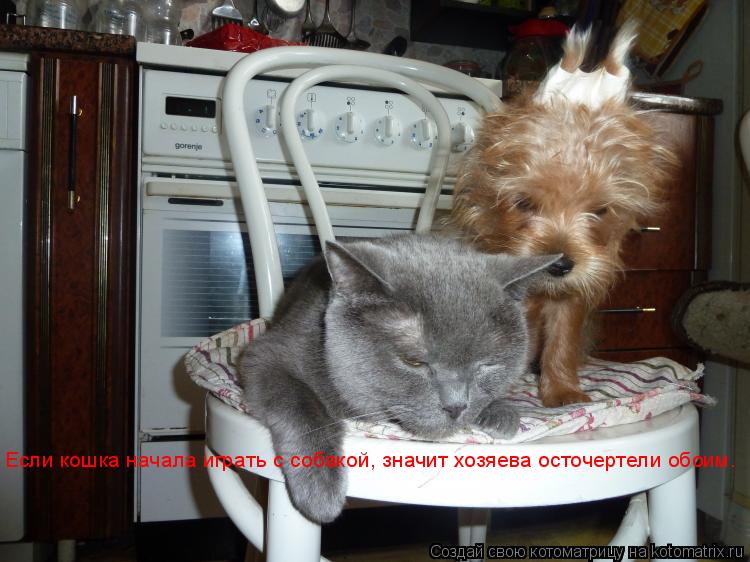 Если кошка начала играть с собакой, значит хозяева осточертели обоим.... Котоматрица: Если кошка начала играть с собакой, значит хозяева осточертели обоим.