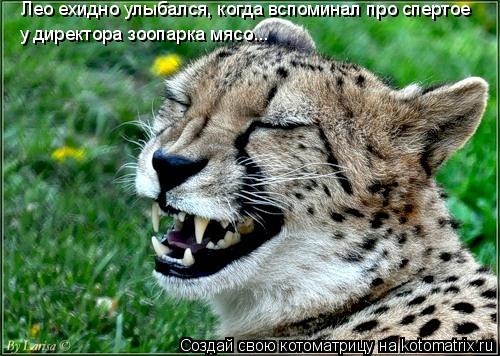 Лео ехидно улыбался, когда вспоминал про спертое у директора зоопарка мясо...... Котоматрица: Лео ехидно улыбался, когда вспоминал про спертое у директора зоопарка мясо...