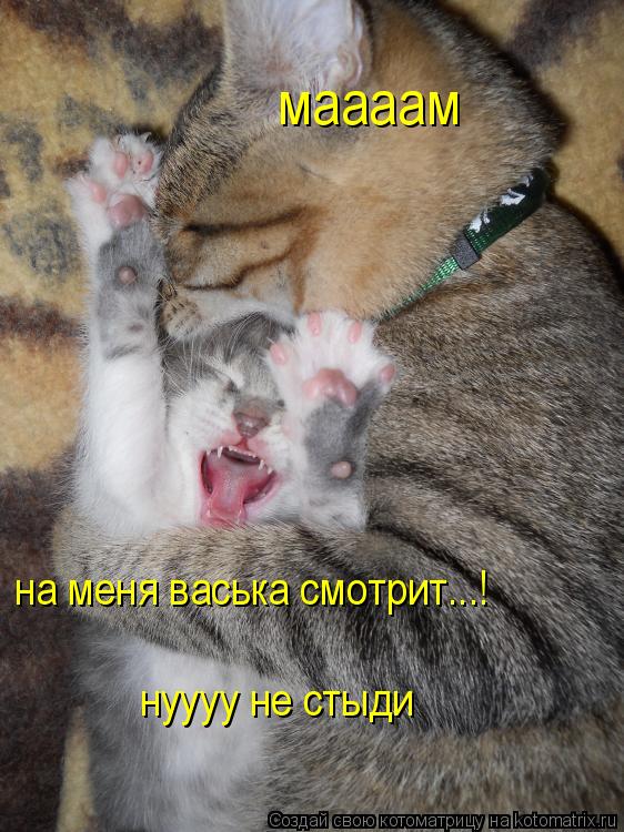 маааам на меня васька смотрит...! нуууу не стыди... Котоматрица: маааам на меня васька смотрит...! нуууу не стыди