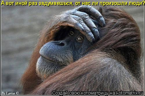 А вот иной раз задумаешься, от нас ли произошли люди?... Котоматрица: А вот иной раз задумаешься, от нас ли произошли люди?