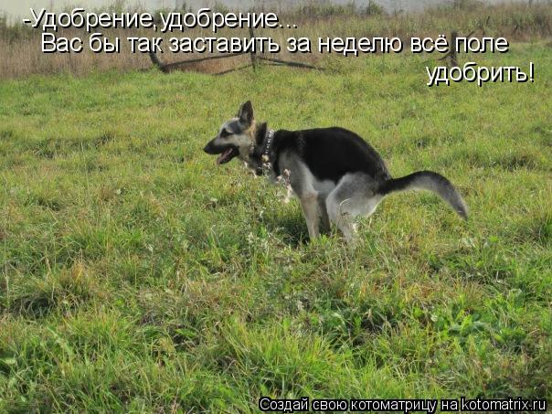 -Удобрение,удобрение... Вас бы так заставить за неделю всё поле удобрить!... Котоматрица: -Удобрение,удобрение... Вас бы так заставить за неделю всё поле удобрить!