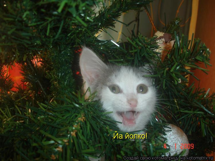 Йа йолко!... Котоматрица: Йа йолко!