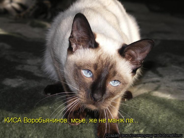 КИСА Воробьянинов: мсье, же не манж па...... Котоматрица: КИСА Воробьянинов: мсье, же не манж па...