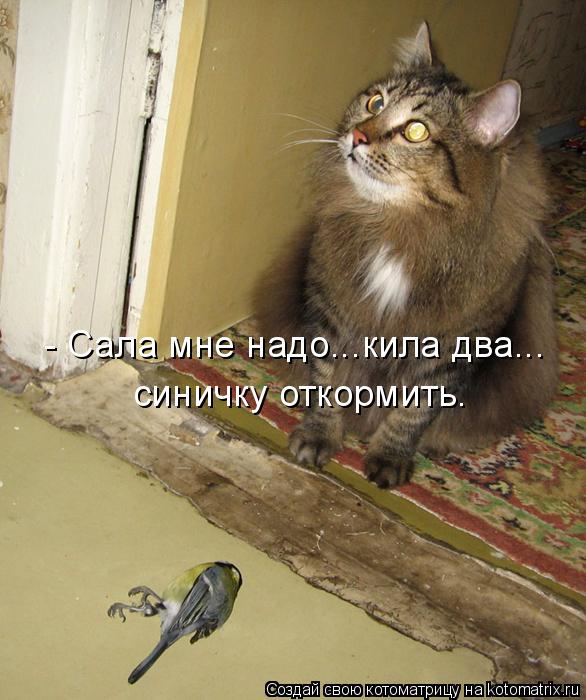 - Сала мне надо...кила два... синичку откормить.... Котоматрица: - Сала мне надо...кила два... синичку откормить.