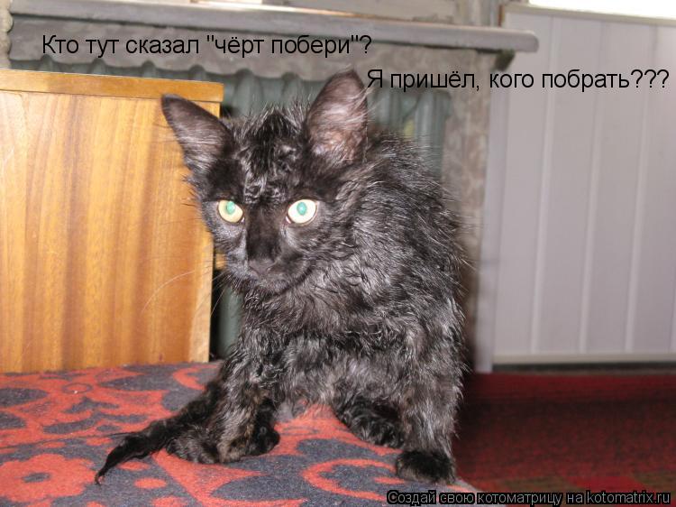 Кто тут сказал "чёрт побери"? Я пришёл, кого побрать???... Котоматрица: Кто тут сказал "чёрт побери"? Я пришёл, кого побрать???