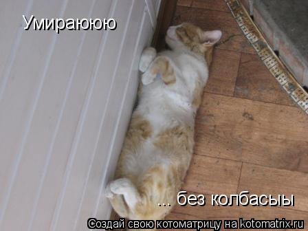 Умираююю ... без колбасыы... Котоматрица: Умираююю ... без колбасыы