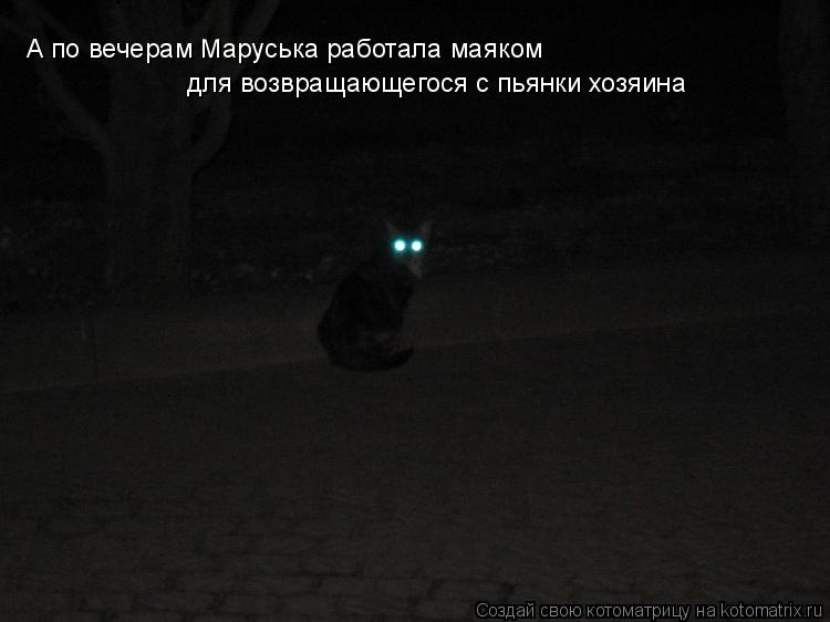 А по вечерам Маруська работала маяком для возвращающегося с пьянки хозяина... Котоматрица: А по вечерам Маруська работала маяком для возвращающегося с пьянки хозяина