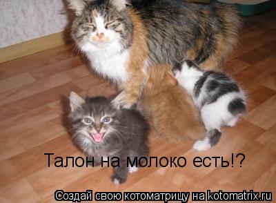 Талон на молоко есть!?... Котоматрица: Талон на молоко есть!?