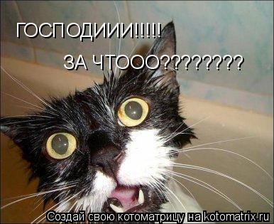 ГОСПОДИИИ!!!!! ЗА ЧТООО????????... Котоматрица: ГОСПОДИИИ!!!!! ЗА ЧТООО????????