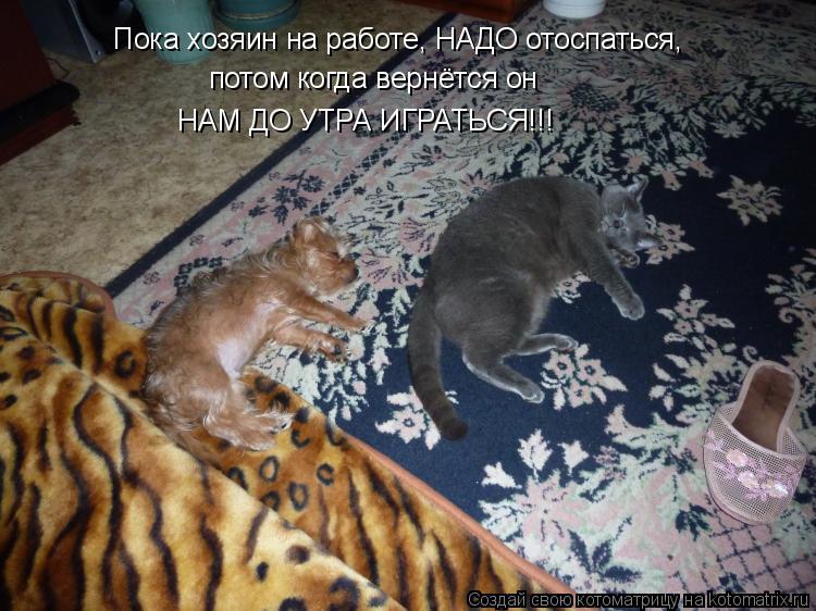 Пока хозяин на работе, НАДО отоспаться, потом когда вернётся он НАМ ДО УТРА ИГРАТЬСЯ!!!... Котоматрица: Пока хозяин на работе, НАДО отоспаться, потом когда вернётся он НАМ ДО УТРА ИГРАТЬСЯ!!!