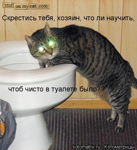 чтоб чисто в туалете было?? Скрестись тебя, хозяин, что ли научить,... Котоматрица: чтоб чисто в туалете было?? Скрестись тебя, хозяин, что ли научить,