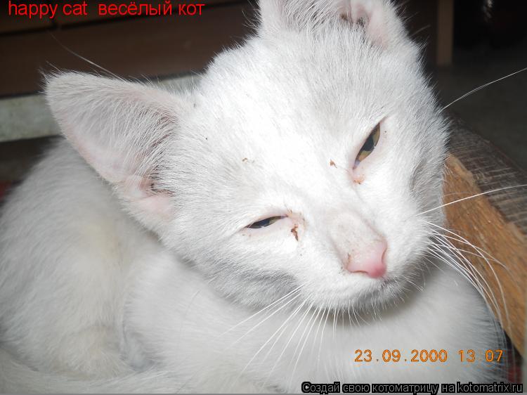 happy cat весёлый кот... Котоматрица: happy cat весёлый кот