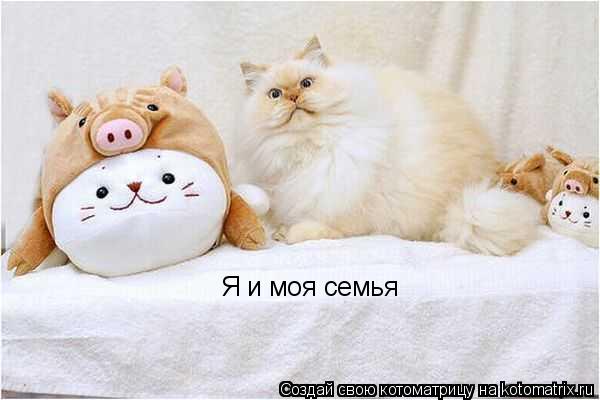 Я и моя семья... Котоматрица: Я и моя семья