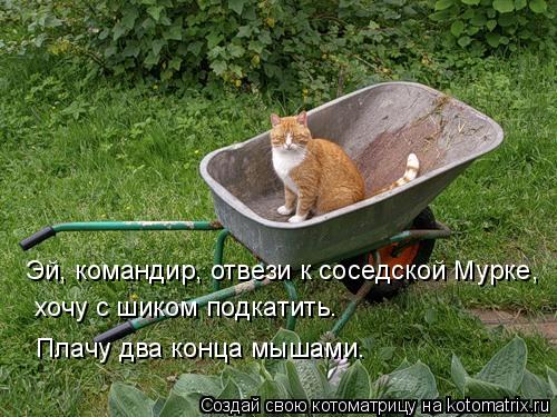 Эй, командир, отвези к соседской Мурке, хочу с шиком подкатить. Плачу два конца мышами.... Котоматрица: Эй, командир, отвези к соседской Мурке, хочу с шиком подкатить. Плачу два конца мышами.