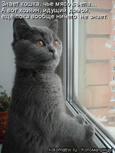 Знает кошка, чье мясо съела... А вот хозяин, идущий домой, ещё пока вообще ничего не знает…... Котоматрица: Знает кошка, чье мясо съела... А вот хозяин, идущий домой, ещё пока вообще ничего не знает…