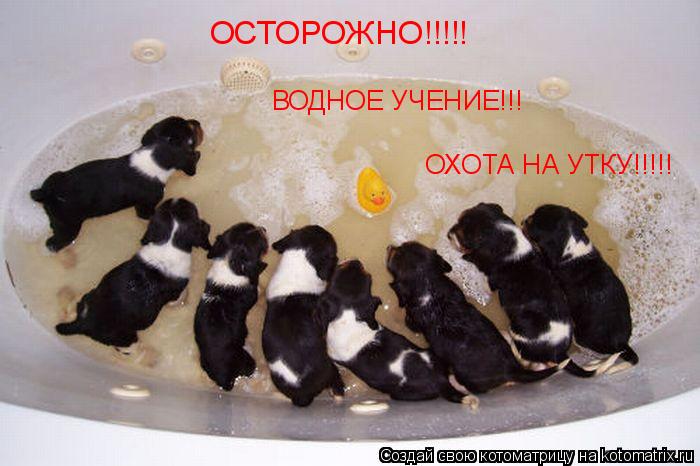ОХОТА НА УТКУ!!!!! ОСТОРОЖНО!!!!! ВОДНОЕ УЧЕНИЕ!!!... Котоматрица: ОХОТА НА УТКУ!!!!! ОСТОРОЖНО!!!!! ВОДНОЕ УЧЕНИЕ!!!