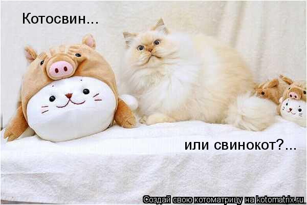 Котосвин... или свинокот?...... Котоматрица: Котосвин... или свинокот?...