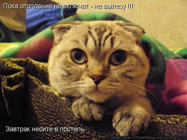Пока отопление не включат - не вылезу !!! Завтрак несите в постель.... Котоматрица: Пока отопление не включат - не вылезу !!! Завтрак несите в постель.