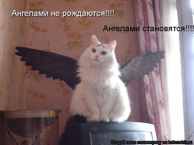 Ангелами не рождаются!!!! Ангелами становятся!!!!... Котоматрица: Ангелами не рождаются!!!! Ангелами становятся!!!!