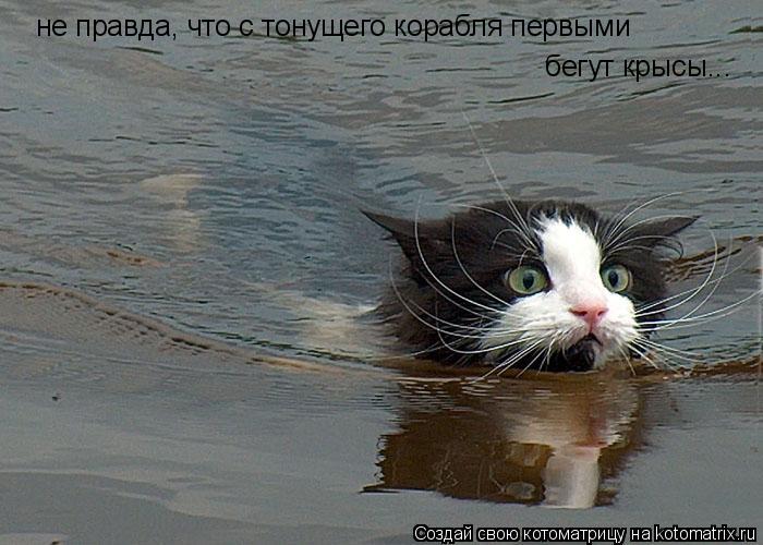 не правда, что с тонущего корабля первыми бегут крысы...... Котоматрица: не правда, что с тонущего корабля первыми бегут крысы...
