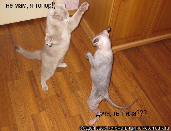 доча, ты пила??? не мам, я топор!)... Котоматрица: доча, ты пила??? не мам, я топор!)