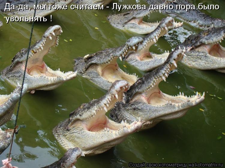 Да-да, мы тоже считаем - Лужкова давно пора было увольнять !... Котоматрица: Да-да, мы тоже считаем - Лужкова давно пора было увольнять !