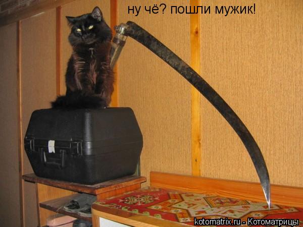 ну чё? пошли мужик!... Котоматрица: ну чё? пошли мужик!