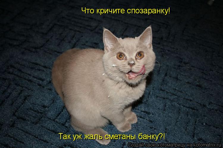 Что кричите спозаранку! Так уж жаль сметаны банку?!... Котоматрица: Что кричите спозаранку! Так уж жаль сметаны банку?!