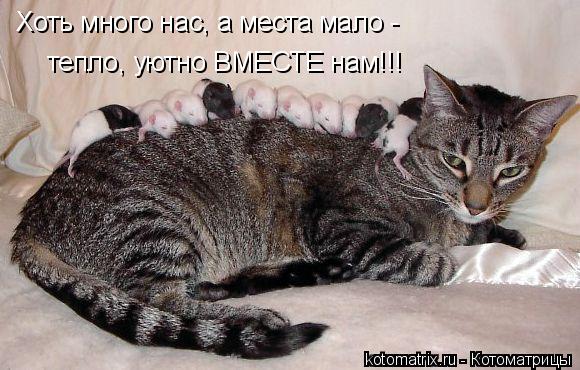 тепло, уютно ВМЕСТЕ нам!!! Хоть много нас, а места мало -... Котоматрица: тепло, уютно ВМЕСТЕ нам!!! Хоть много нас, а места мало -