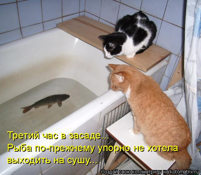 Третий час в засаде... Рыба по-прежнему упорно не хотела выходить на сушу...... Котоматрица: Третий час в засаде... Рыба по-прежнему упорно не хотела выходить на сушу...