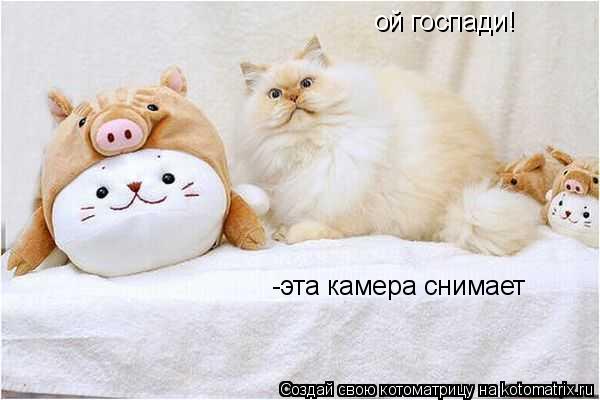 ой госпади! -эта камера снимает... Котоматрица: ой госпади! -эта камера снимает