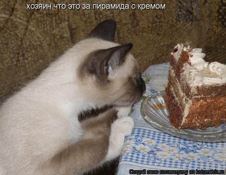 хозяин что это за пирамида с кремом... Котоматрица: хозяин что это за пирамида с кремом
