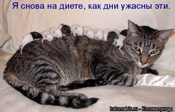 Я снова на диете, как дни ужасны эти.... Котоматрица: Я снова на диете, как дни ужасны эти.