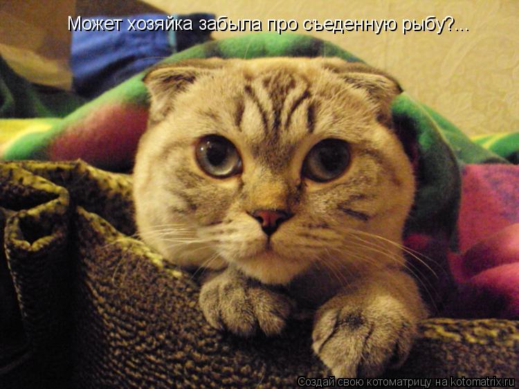 Может хозяйка забыла про съеденную рыбу?...... Котоматрица: Может хозяйка забыла про съеденную рыбу?...