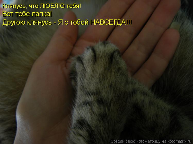 Клянусь, что ЛЮБЛЮ тебя! Вот тебе лапка! Другою клянусь - Я с тобой НАВСЕГДА!!!... Котоматрица: Клянусь, что ЛЮБЛЮ тебя! Вот тебе лапка! Другою клянусь - Я с тобой НАВСЕГДА!!!