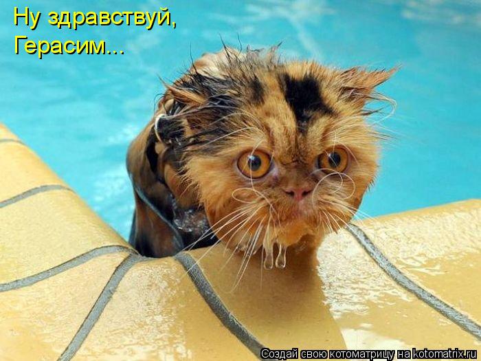 Ну здравствуй, Герасим...... Котоматрица: Ну здравствуй, Герасим...