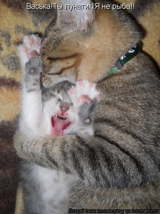 Васька!Ты лунатик!Я не рыба!!... Котоматрица: Васька!Ты лунатик!Я не рыба!!