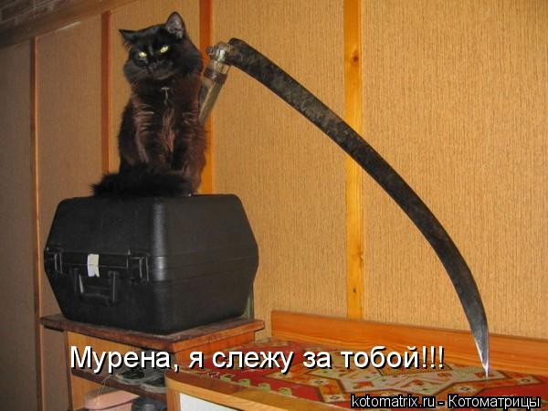 Мурена, я слежу за тобой!!!... Котоматрица: Мурена, я слежу за тобой!!!