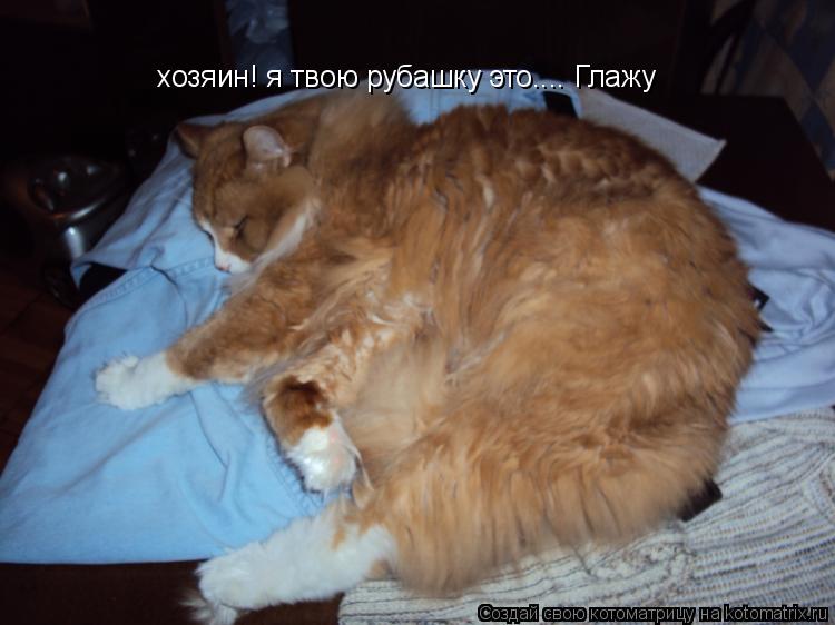 хозяин! я твою рубашку это.... Глажу... Котоматрица: хозяин! я твою рубашку это.... Глажу