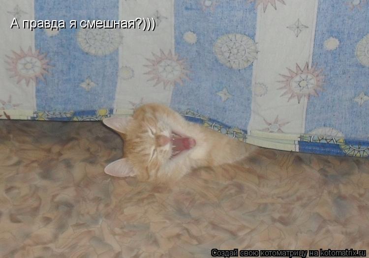 А правда я смешная?)))... Котоматрица: А правда я смешная?)))