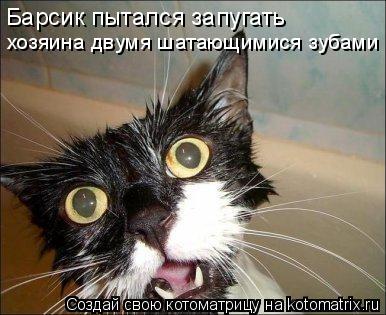 Барсик пытался запугать хозяина двумя шатающимися зубами... Котоматрица: Барсик пытался запугать хозяина двумя шатающимися зубами