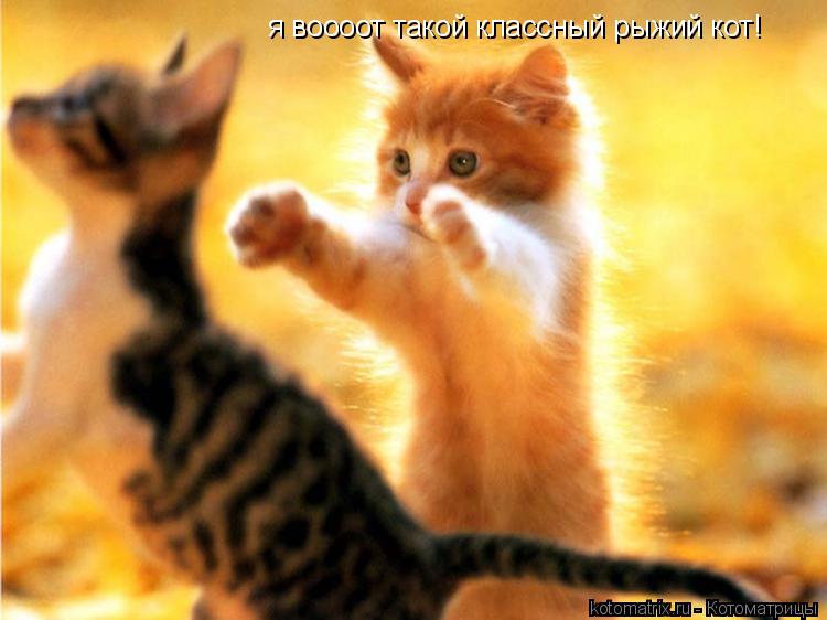 я воооот такой классный рыжий кот!... Котоматрица: я воооот такой классный рыжий кот!